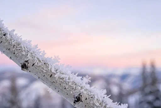 Frosted Aspen Branch at Dawn
