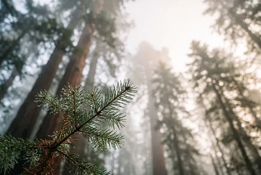 Dewy Evergreen Branch in Misty Forest