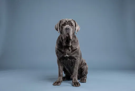 Gray Neapolitan Mastiff Studio Portrait