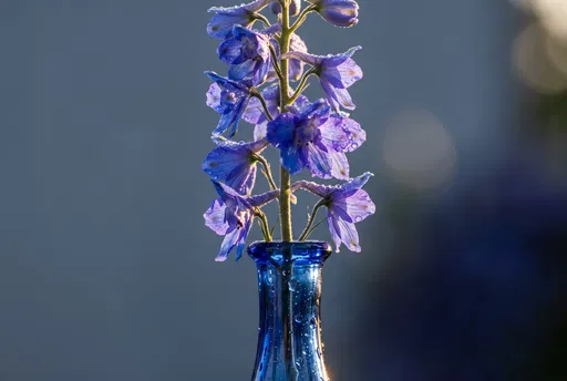 Blue Delphinium in Cobalt Glass Vase