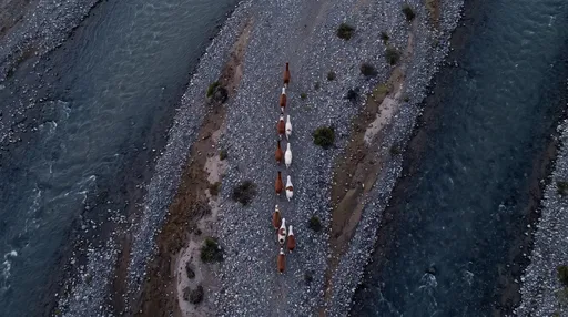 Overhead View of Llamas on Riverbank