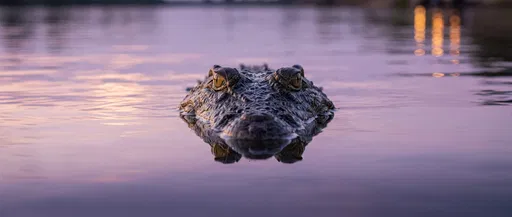 Crocodile Emerging from Calm Twilight Water