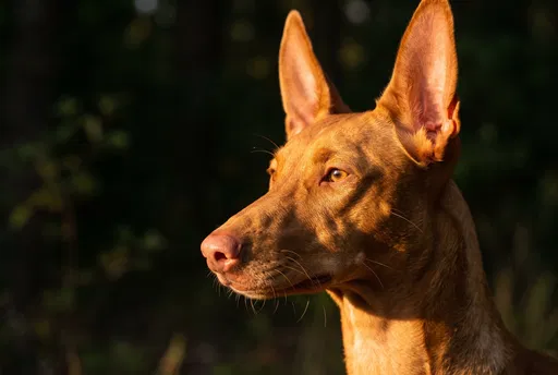 Pharaoh Hound Portrait in Golden Light