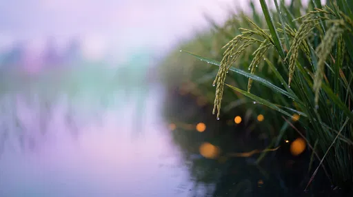 Dewy Rice Panicles at Twilight with Fireflies