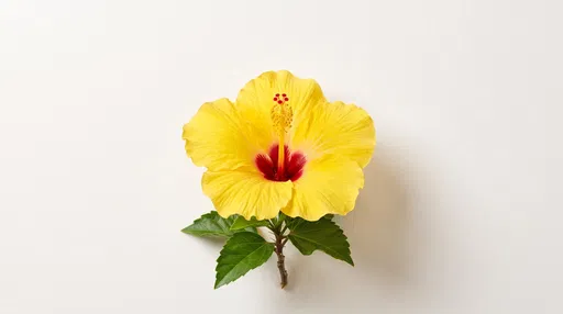 Yellow Hawaiian Hibiscus on Off-White Backdrop