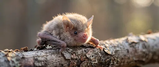 Tiny Bat Resting on Weathered Branch