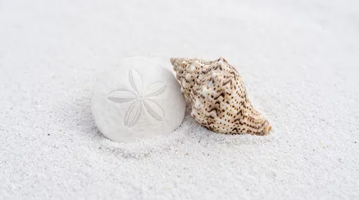 Sand Dollar and Speckled Shell on Sand