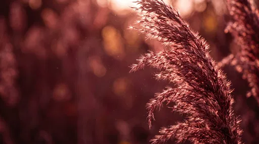 Backlit Crimson Pampas Grass Close-Up