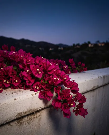 Magenta Bougainvillea on Stucco Wall at Dusk