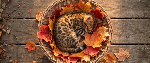 Bengal Kitten Sleeping in Autumn Basket