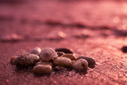 Spiral Seashell on Wet Pebbles at Sunset