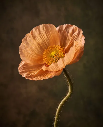 Apricot Iceland Poppy Studio Portrait