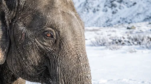 Close-Up of Frosted Elephant in Snow