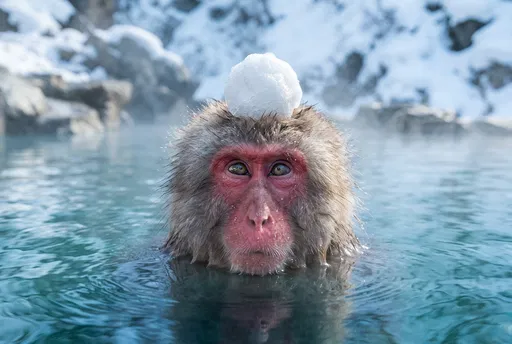 Snow Monkey Balancing Snowball in Hot Spring