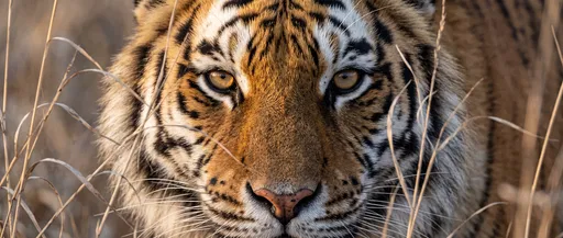 Close-Up of Siberian Tiger in Grass