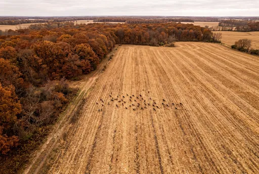 Aerial View of Turkeys in Autumn Field