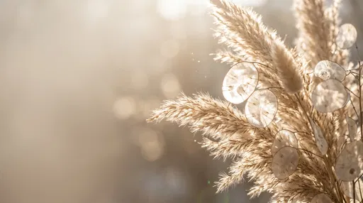 Backlit Pampas Grass and Honesty Pods