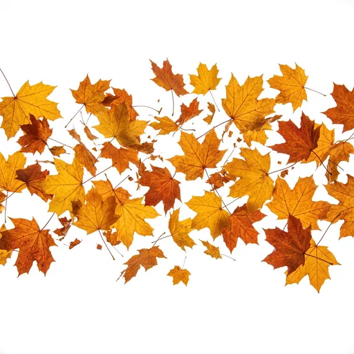 Autumn Maple Leaves Isolated on White