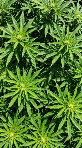 Overhead View of Green Cannabis Plants