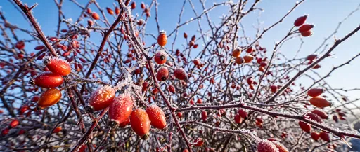 Frosted Red Rosehips Against Blue Sky