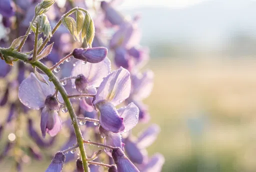 Dewdrops on Backlit Purple Wisteria Flowers