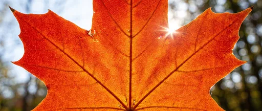 Backlit Autumn Sugar Maple Leaf Macro