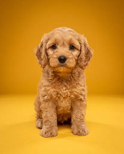 Apricot Cockapoo Puppy on Yellow Backdrop