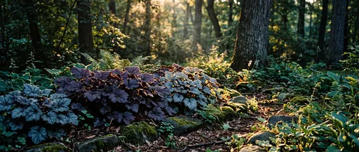 Heuchera Foliage in Woodland Garden