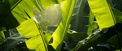Backlit Green Banana Leaves in Sunlight