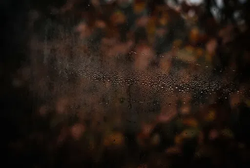 Condensation Droplets on Dark Autumn Window