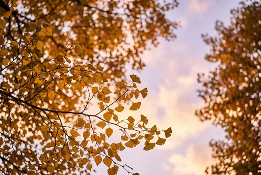 Golden Autumn Leaves Against Pastel Sky