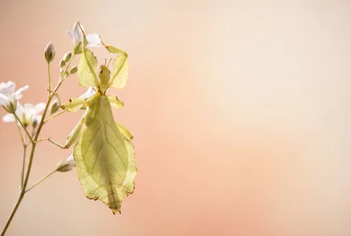 Lime Leaf Insect on White Blossom