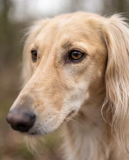 Close-Up Portrait of Fawn Saluki Dog
