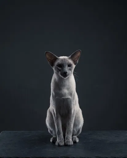 Blue Point Siamese Cat Studio Portrait