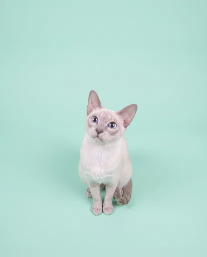 Lilac Point Siamese Cat on Mint Background