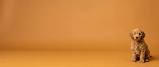 Goldendoodle Puppy on Ochre Backdrop