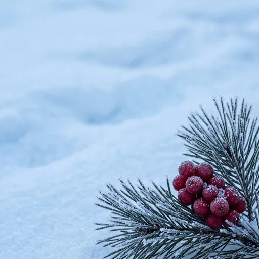 Frosted Pine Branch with Red Berries