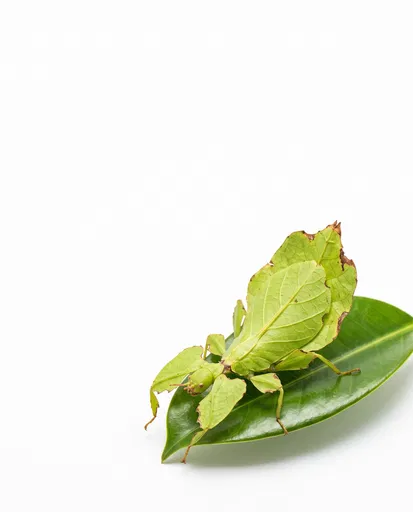 Green Leaf Insect on Glossy Leaf