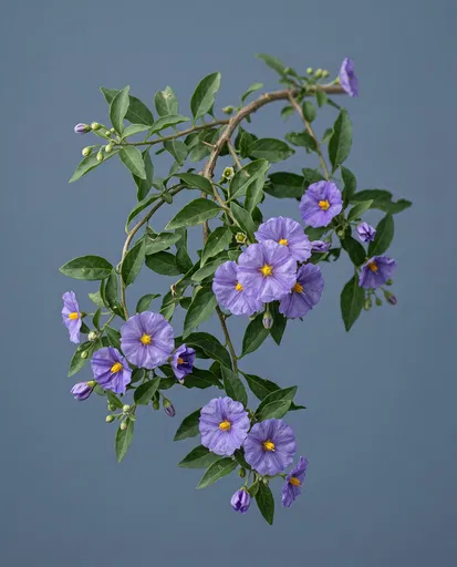 Blue Potato Bush Flowering Branch