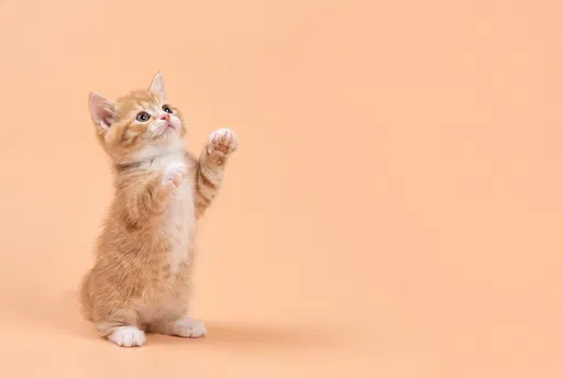 Ginger Kitten Reaching Up on Peach Background