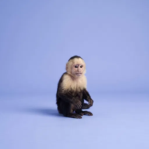 Capuchin Monkey on Lavender Studio Background