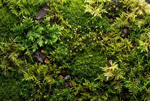 Lush Green Terrarium Moss Macro Texture