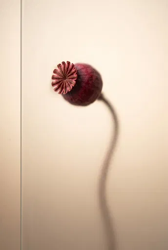 Crimson Poppy Pod Behind Frosted Glass