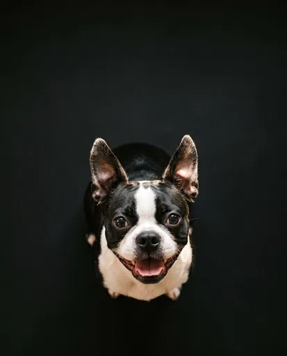 Boston Terrier Looking Up on Black Background