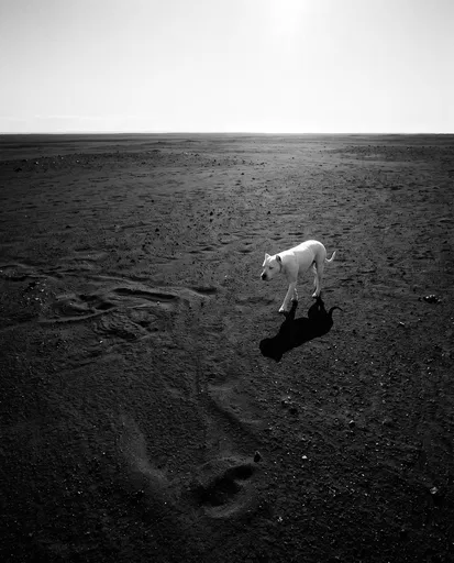 White Dog on Black Volcanic Sand