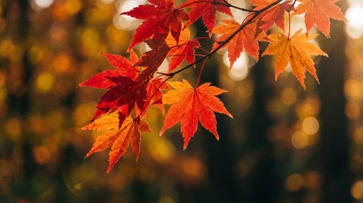 Backlit Autumn Japanese Maple Leaves