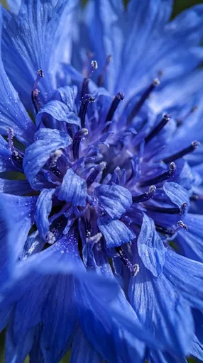 Macro Close-Up of Blue Cornflower Blossom