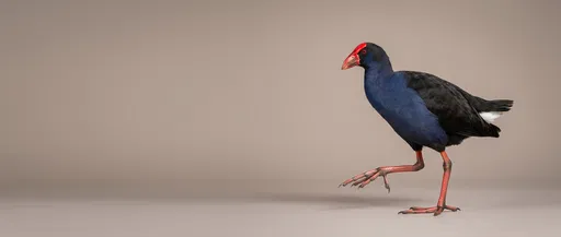 Pukeko Walking Against Neutral Studio Backdrop