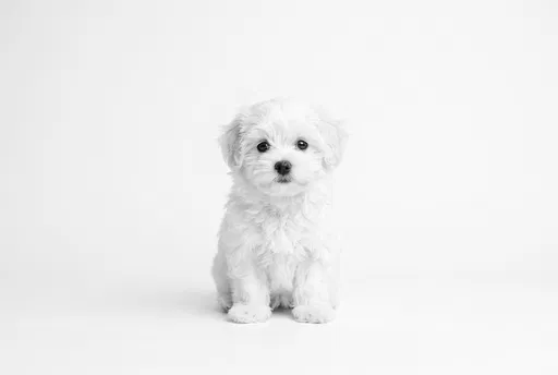 White Maltipoo Puppy on White Background