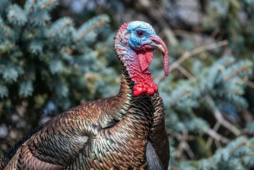 Close-Up Portrait of Wild Male Turkey
